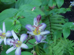 Flowers at the Bellevue Botanical Garden