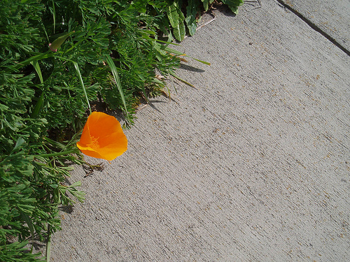 california poppy. The California poppies are