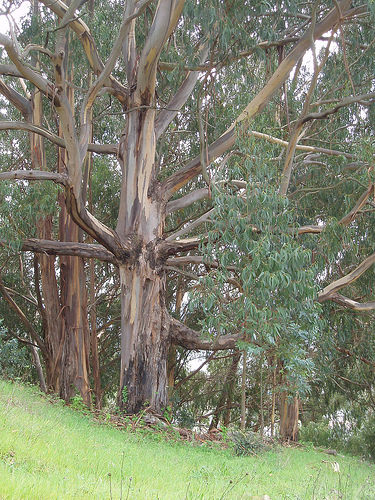 granddaddy eucalyptus
