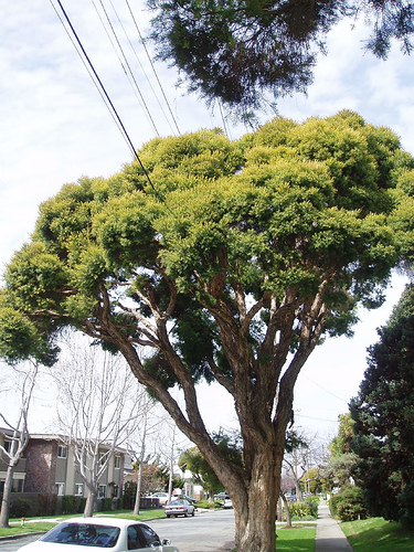 melaleuca tree