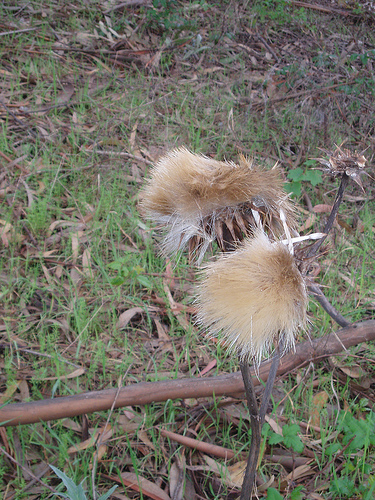 some kinda thistle