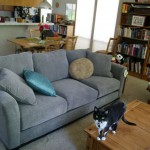 new couch!  (old cat.)