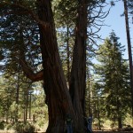 A very large cedar